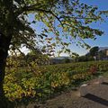 L'automne dans les vignes, à Puyloubier