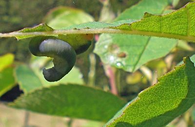De fausses chenilles voraces sur les rosiers