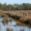 Camargue vauverdoise (4)