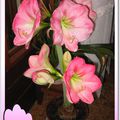 mon amaryllis rose suite