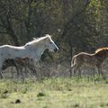 Petite Camargue (13)