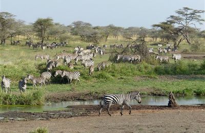 Zèbres 3 - Afrique de l'Est
