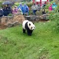 Rencontre avec les pandas du zoo de Beauval