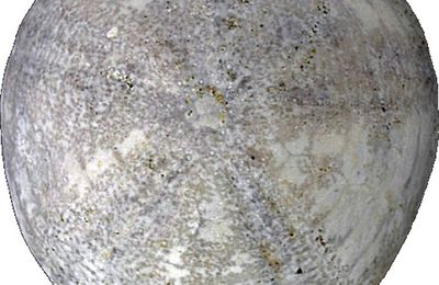 Pyrina largiprocta Vadet & Nicolleau 2024