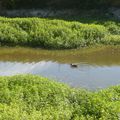 Canard et  2 bras de verdure