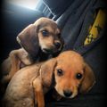 J'AI ADOPTE TON CHIEN AUJOURD'HUI