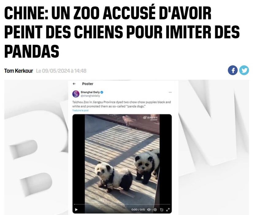 Pandas chiens