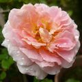 La Rose Eglantyne