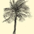 14 palmtrees sketchbook from Cayman Islands 