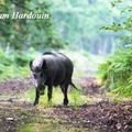 Accident de chasse à Prades : ça finit par prendre la tête