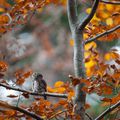 Une chouette après-midi d'automne