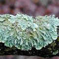  Deux lichens indicateur de pureté de l'air