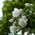LES SERINGATS SONT EN FLEURS...