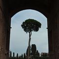 Un arbre pour Haïti