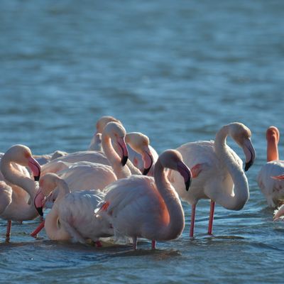 A la poursuite des flamands