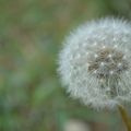 [dans le jardin] les pissenlits au fil du vent