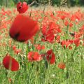 Balade ........recettes coquelicots