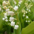Un brin de muguet.... 