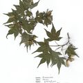 Herbier Acer palmatum variété matsumarae 