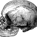 Cro-Magnon (homo sapiens)