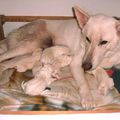 LOLA OF JACKIE'S WHITE FLAKE FARM a donné naissance à 7 chiots