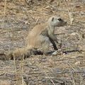 Ecureuils du désert et Suricate