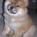 Chow-chows