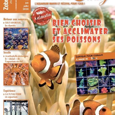 Zebras'Omag 53 - le choix et l'acclimatation des poissons