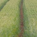 Tous les chemins (ou presque) mènent à Kesington !