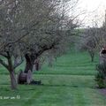 Depuis deux semaines le jardin sort de sa