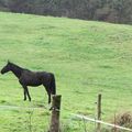 La licorne du manoir attendait patiemment la Dame blanche …