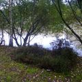 Bruyère et arbres au bord de l'étang à Chaumont