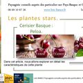 🍒 Cerisier Basque Peloa par Paysagiste Pays Basque et Paysagiste Landes.