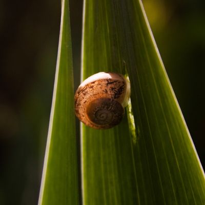 Escargot et Thécla de la Ronce