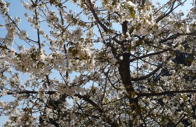 Fleurs de printemps et jupette à volants