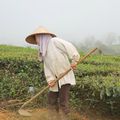 Dans la montagne autour de Mai Chau