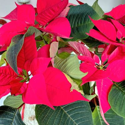 En Avent...mais après Noël, le défin de Sophie, fin