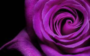 Couleur : violet