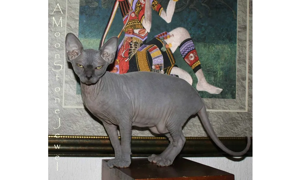 Arrivée de Naked Soul Lady In Blue, une petite Sphynx Bleue Lithuanienne