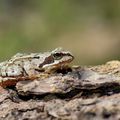 Grenouille rousse : Rana temporaria