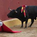 L’incroyable pardon de l’animal face à la cruauté de l’Homme !