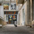 les chats du cinema