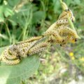 Yponomeuta evonymella