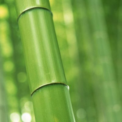 18 septembre journée internationale du bambou