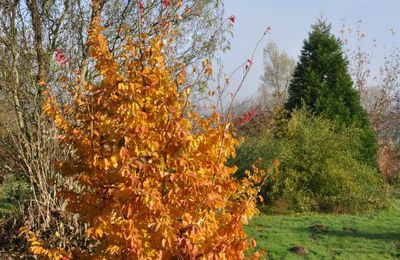 Parrotia persica