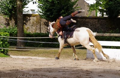 Haras de la Vendée, voltige en spectacle 