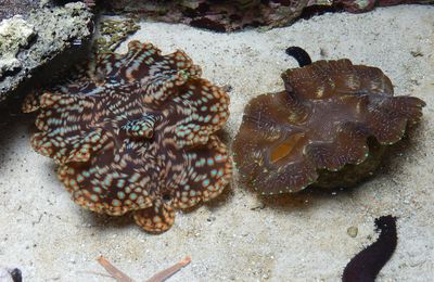 Aquarium de Nouméa
