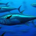 LA PETITION D' AVAAZ POUR SAUVER LE THON ROUGE DE LA MEDITERRANEE