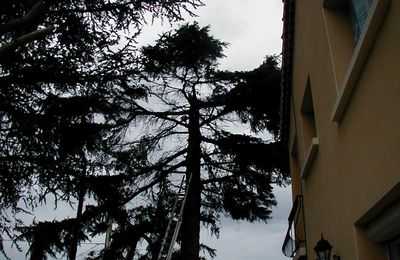 Abatage d'un grand Arbre