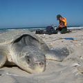 ETATS-UNIS - Pour la première fois depuis 75 ans, des Tortues de Kemp pondent en Louisiane